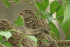 Passer domesticus