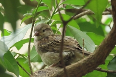 Passer domesticus
