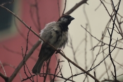 Passer domesticus