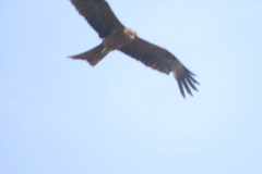 Milvus migrans