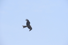 Milvus migrans