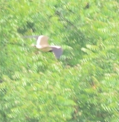 Vanellus indicus