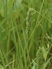 Sphenopholis obtusata