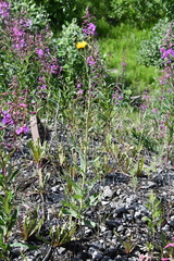 Hieracium czamyjashense