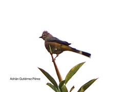 Ptiliogonys cinereus