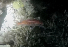 Sargocentron coruscum