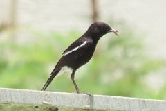 Saxicola caprata