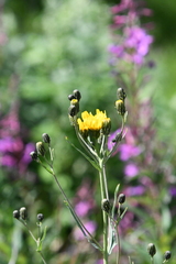 Hieracium czamyjashense