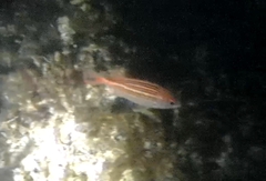 Sargocentron coruscum