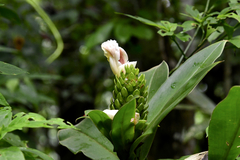 Costus guanaiensis macrostrobilus