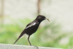 Saxicola caprata