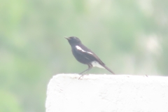 Saxicola caprata
