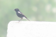 Saxicola caprata