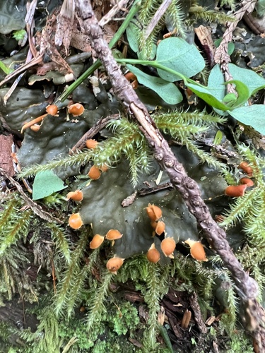 Wynoochee Pass Trail #874