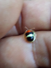 Charidotis aurofasciata