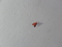 Sarbine flavodiscalis
