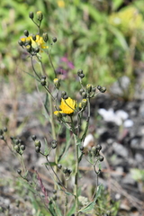 Hieracium czamyjashense
