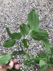 Sarcomphalus guatemalensis