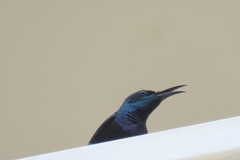Cinnyris asiaticus