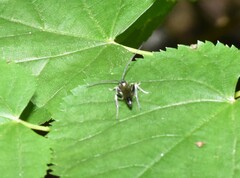 Cratichneumon unifasciatorius