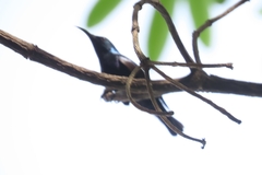 Cinnyris asiaticus