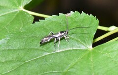 Cratichneumon unifasciatorius