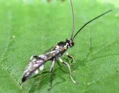 Cratichneumon unifasciatorius