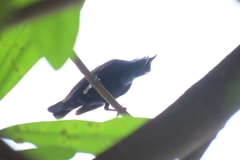 Cinnyris asiaticus