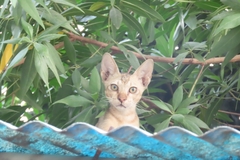 Felis catus