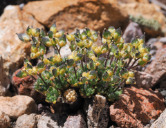 Draba densifolia