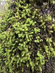 Zygodon pentastichus