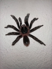 Homoeomma uruguayense