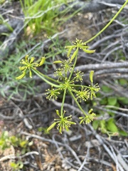 Lomatium brandegeei