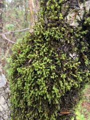 Zygodon pentastichus