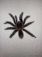 Homoeomma uruguayense