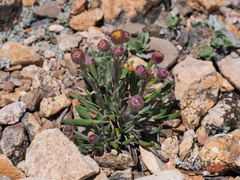 Packera werneriifolia