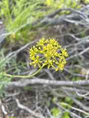 Lomatium brandegeei