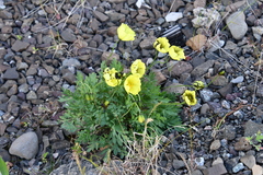 Papaver pulvinatum