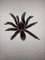 Homoeomma uruguayense