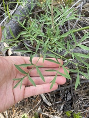 Lomatium brandegeei