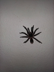 Homoeomma uruguayense