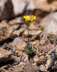 Draba incrassata