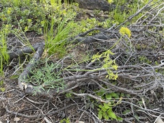 Lomatium brandegeei