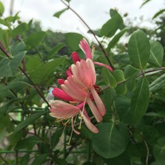 Lonicera × heckrottii