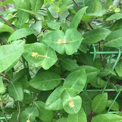 Lonicera × heckrottii