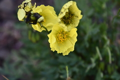 Papaver pulvinatum