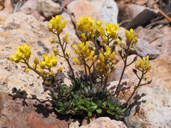 Draba incrassata