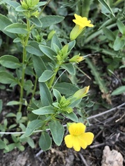 Mecardonia vandellioides