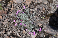 Dianthus repens