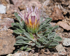 Townsendia scapigera